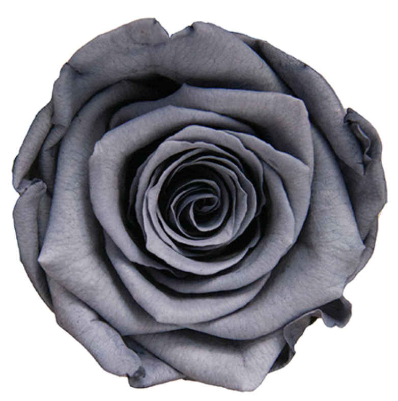 For the unique you. Black/Gray Minimalist Immortal Ecuador's Top Big Rose -  Shop Lanemore Dried Flowers & Bouquets - Pinkoi